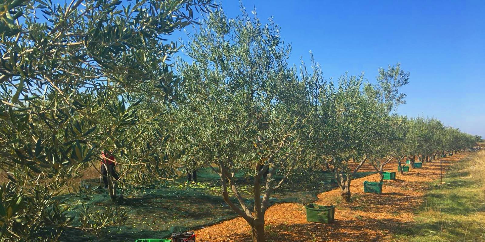 Olive grove Tokate maslinik